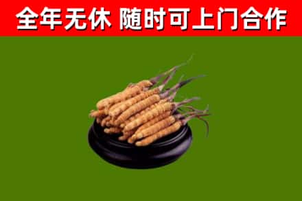汉源县烟酒回收冬虫夏草.jpg
